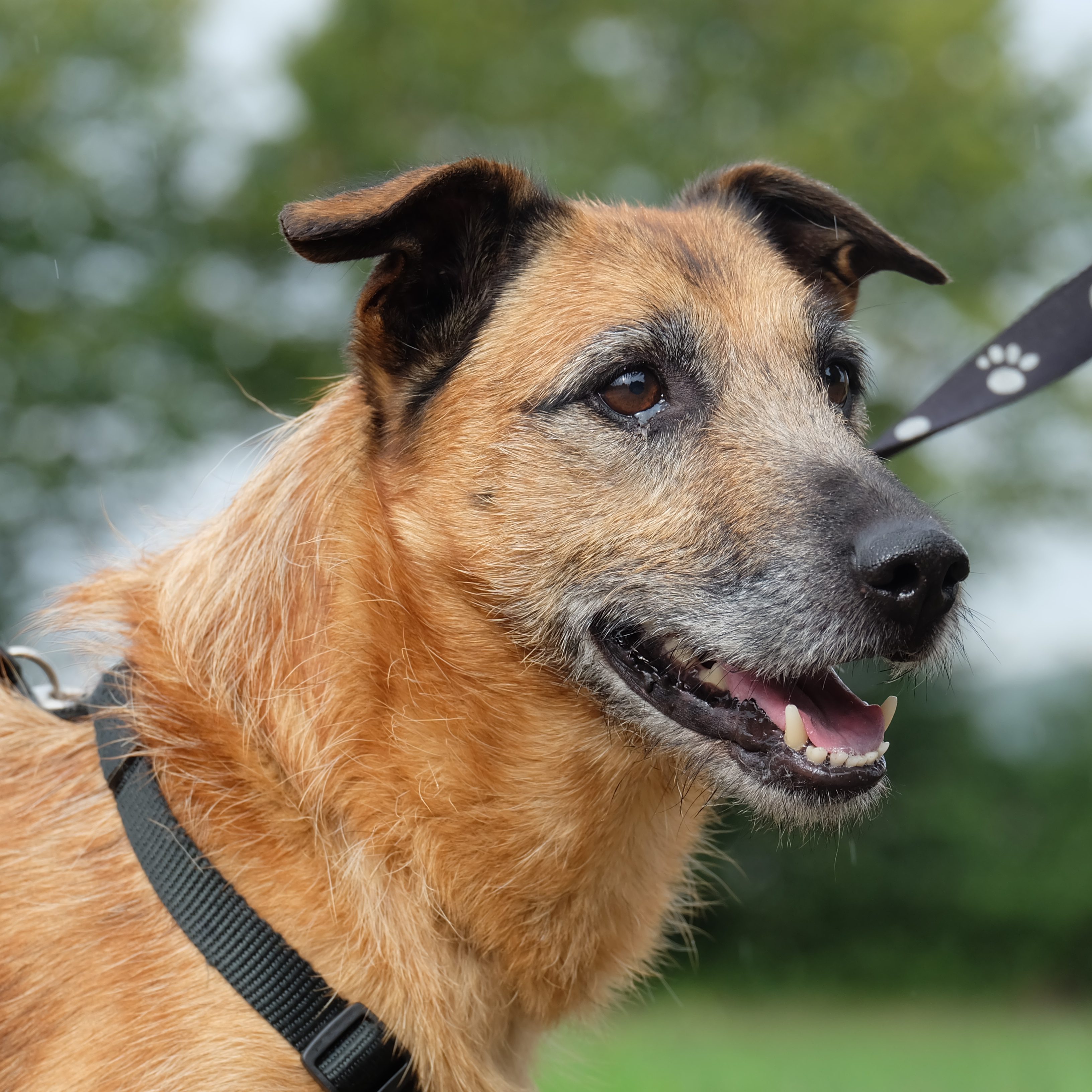 Unsere Tiervermittlung Tierschutz Northeim