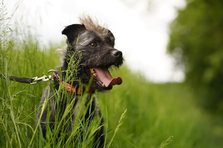 Hunde Tierschutz Northeim