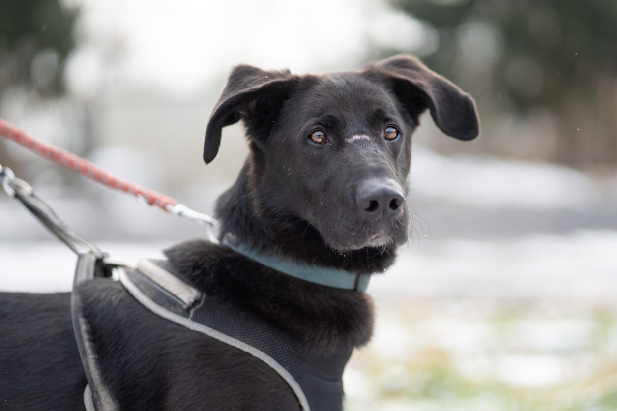 Hunde Tierschutz Northeim