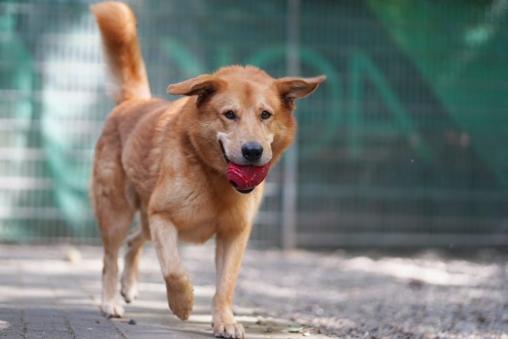 Hunde Tierschutz Northeim