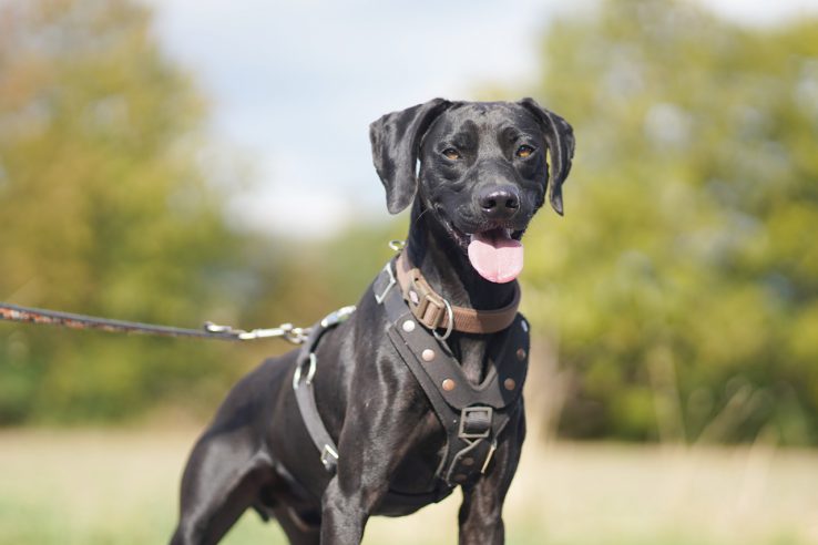 Hunde Tierschutz Northeim