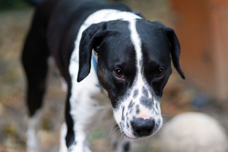 Hunde Tierschutz Northeim