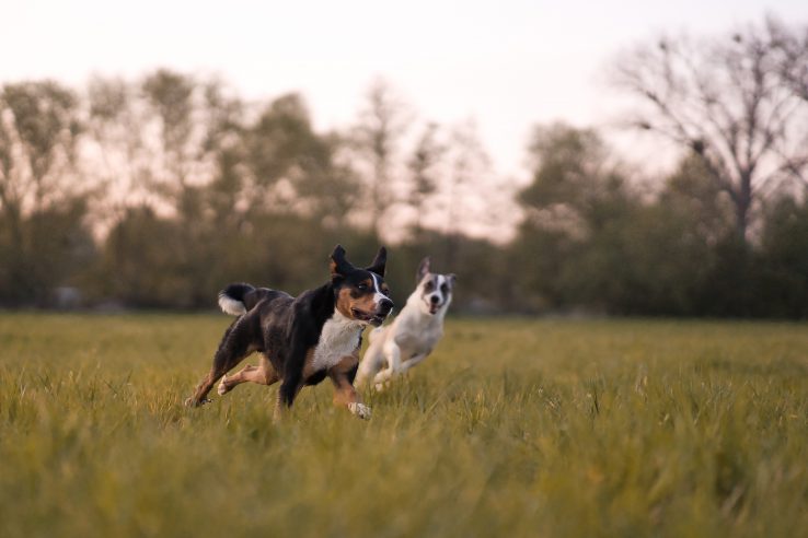 Hunde Tierschutz Northeim