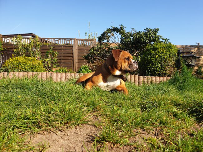 Hunde Tierschutz Northeim