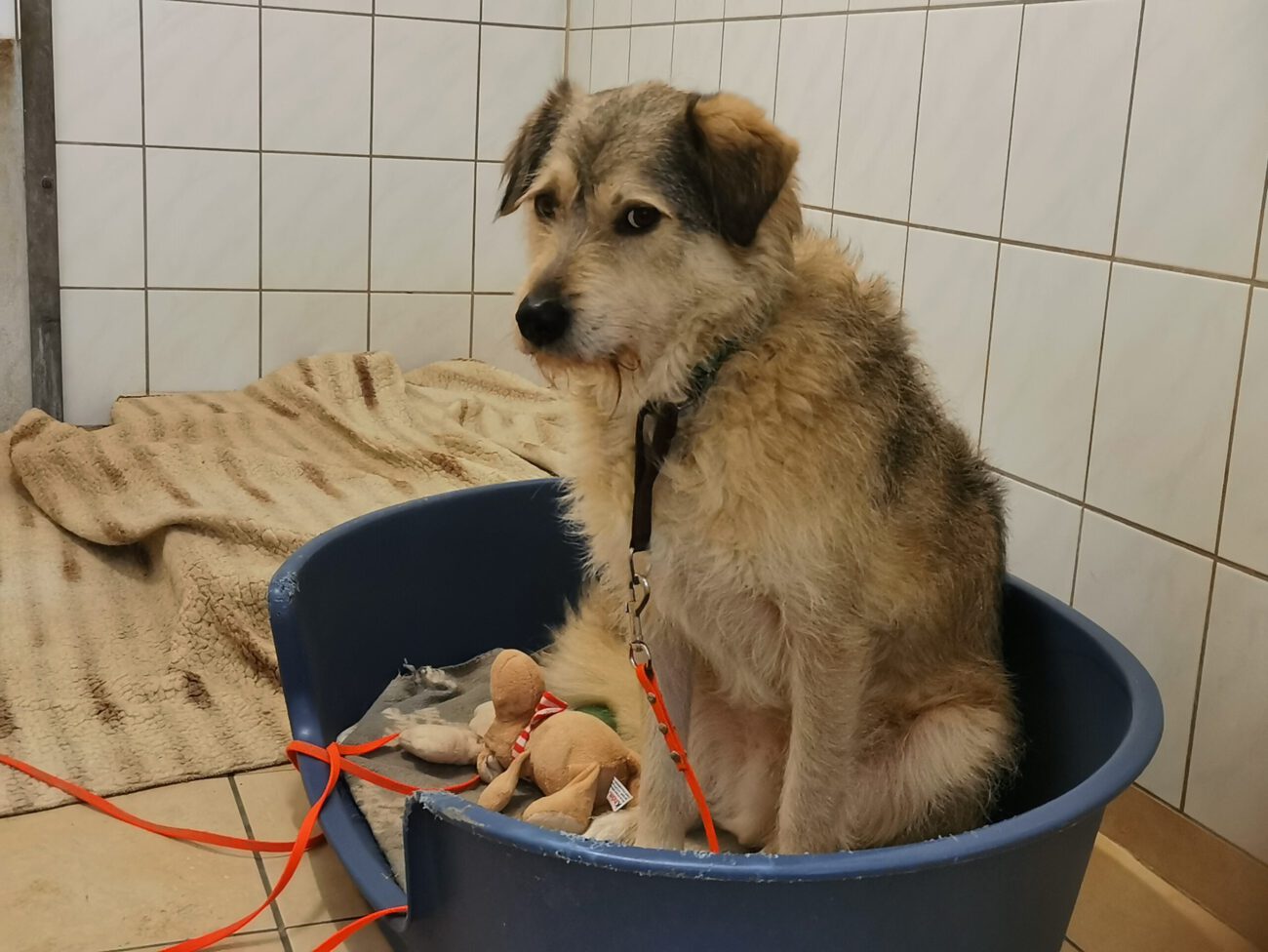 Hunde Tierschutz Northeim