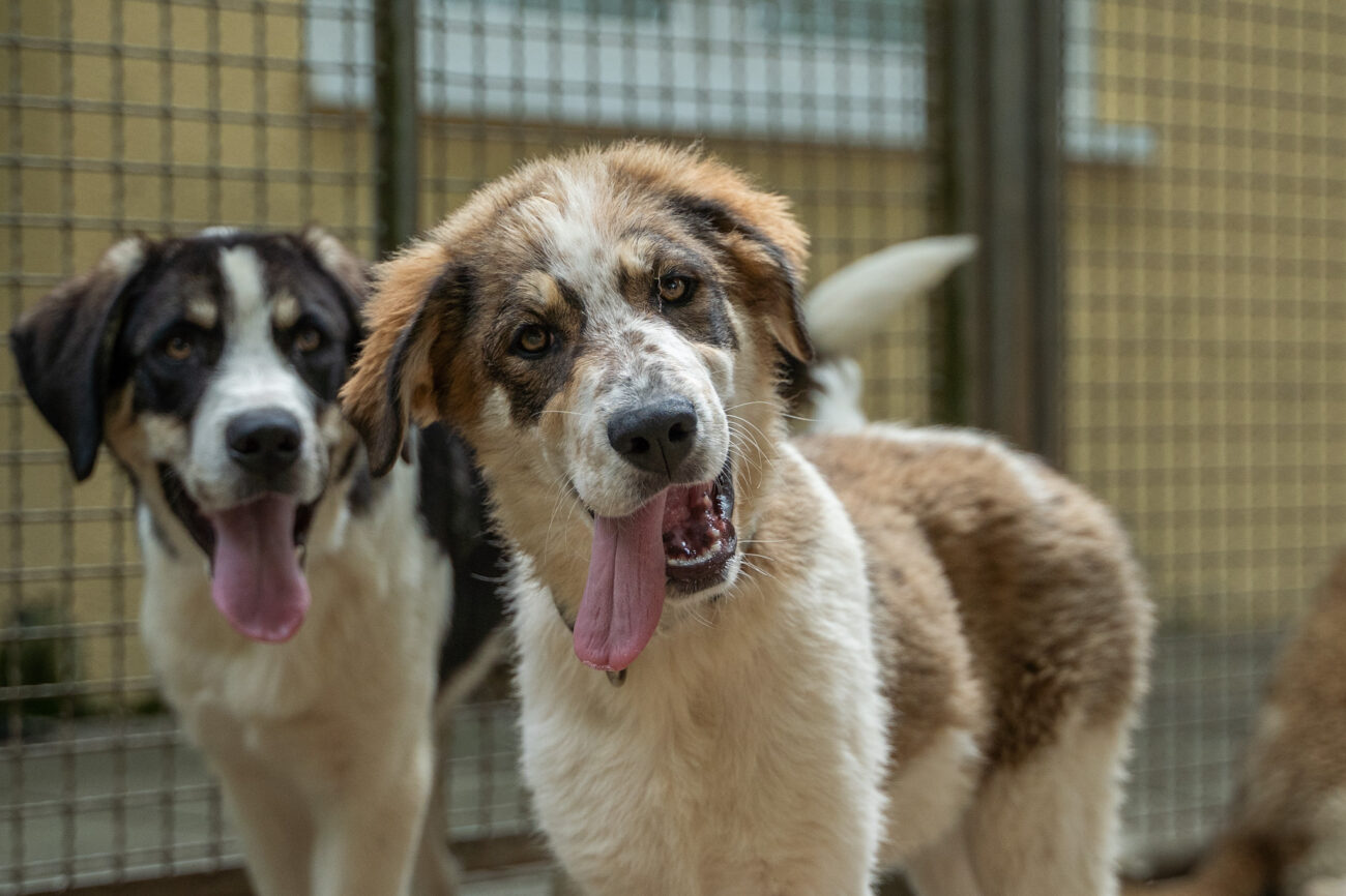 Vermittlung Tierschutz Northeim