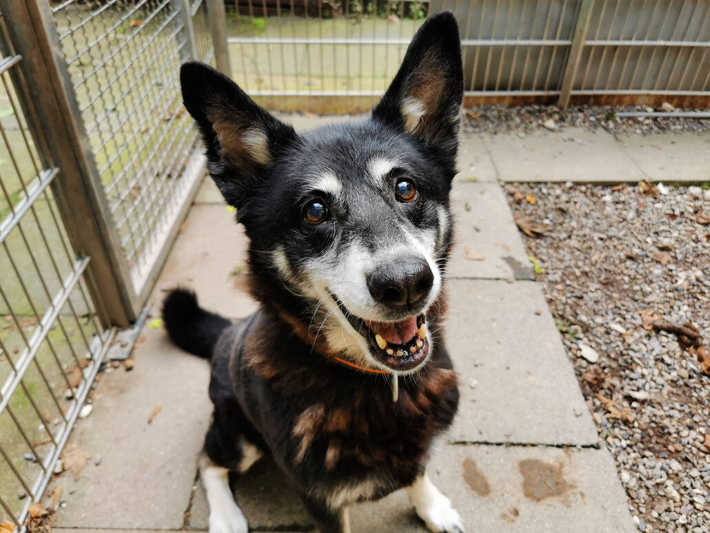 Hunde Tierschutz Northeim