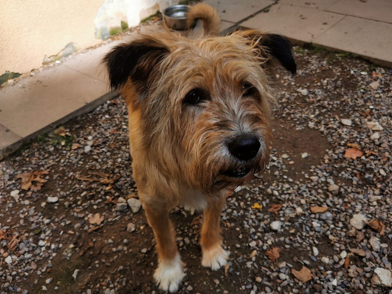 Hunde Tierschutz Northeim